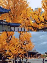 京都銀杏正當時：西本願寺。