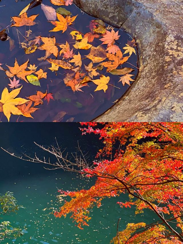 東京奧多摩紅葉‖湖畔賞秋旅遊打卡避坑攻略。