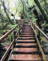 行山秘笈—日本屋久島等你來。