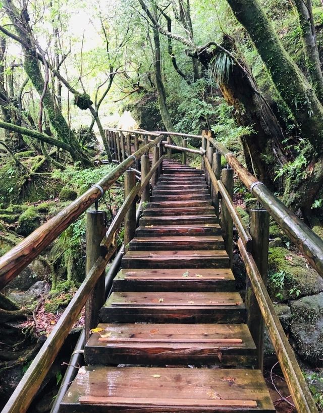 行山秘笈—日本屋久島等你來。