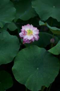 是重慶 是華嚴寺 是荷花