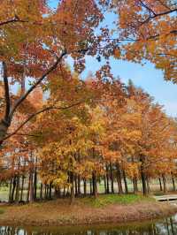 遠香湖公園此刻已是深秋！！！