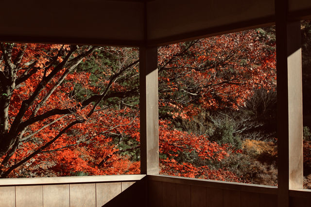 宇治|三室戶寺