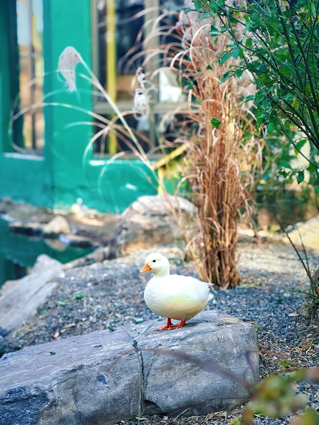 北京奧森旁｜孔雀花園餐廳聖誕浪漫氛圍已拉滿