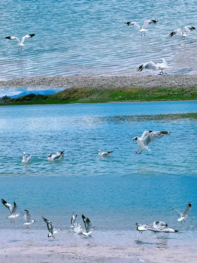 初次來庫拉岡日雪山-白馬錯跟我一起 Citywalk 吧 初次來庫拉岡日雪山-白馬錯跟我一起 Citywalk 吧