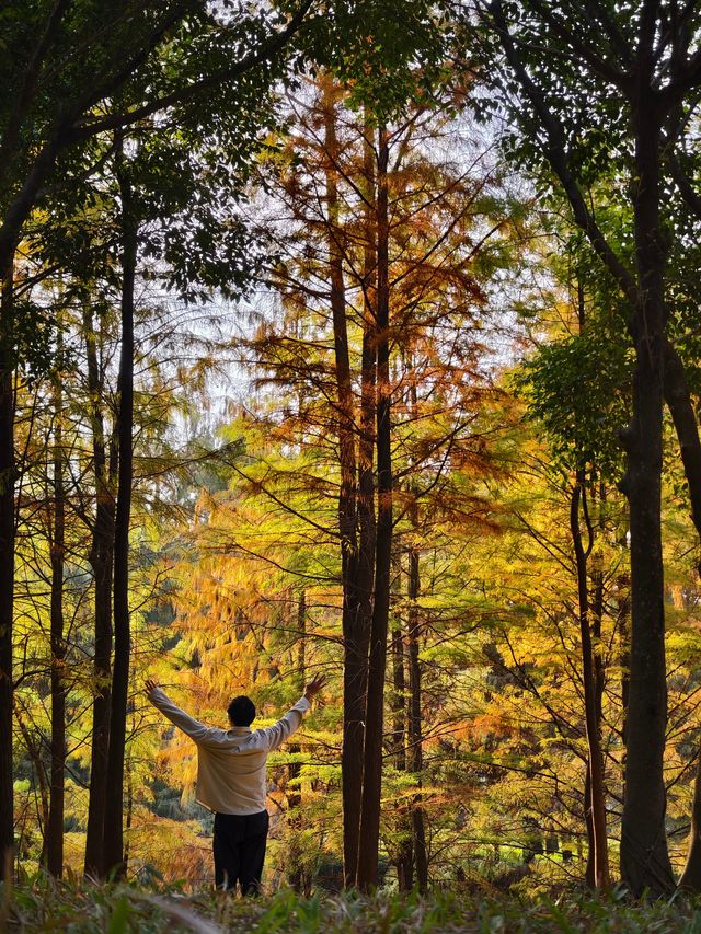 在深圳找到拍照打卡的絕美落羽杉森林 在深圳找到拍照打卡的絕美落羽杉森林