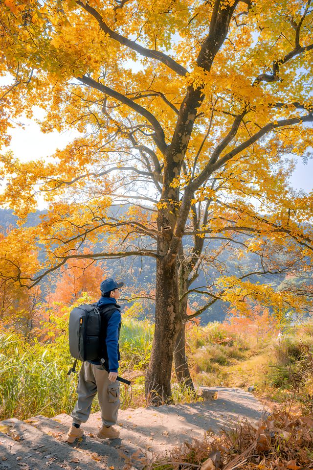 騰蛟鎮文理村白塔嶺腳 | 紅楓樹下的靜謐時光