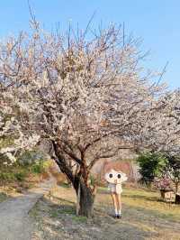 廣州路邊免費梅花拍照，我不允許你不知道！
