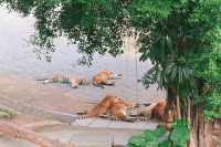 冬日暖陽下的奇妙之旅！深圳野生動物園攻略