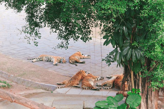 冬日暖陽下的奇妙之旅！深圳野生動物園攻略