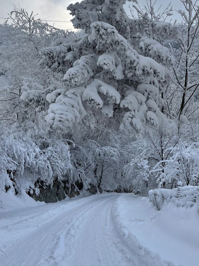 開往雪國的列車！彷彿是從童話裏駛來