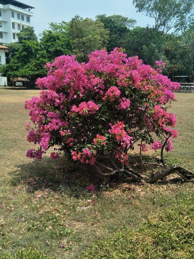 寒假斯里蘭卡7日遊 玩轉熱帶天堂