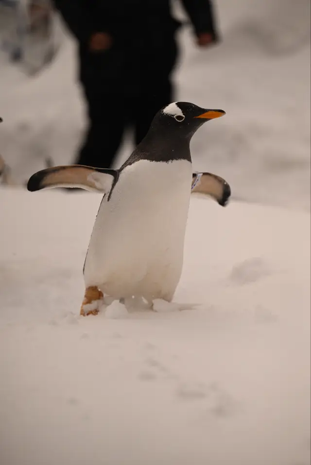 "러브레터" 속 북국의 눈 도시로의 약속된 여행｜로맨틱·오타루