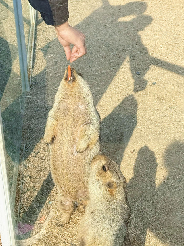 就在西安！一定要來一次的士多啤梨農場