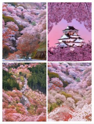Cherry Blossoms in Japan: Kyoto, Osaka, and Nara