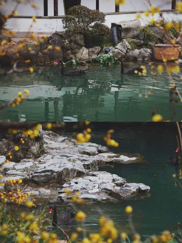 南京瞻園|中式旅行