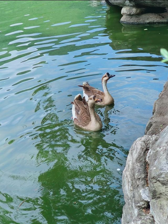 哇塞秦嶺野生動物園，動物愛好者的夢幻天堂