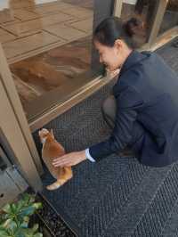 動物園邂逅酒店貓咪的快樂之旅