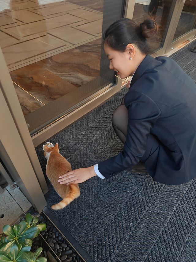 動物園邂逅酒店貓咪的快樂之旅