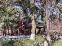 寧波中山公園遇上早春紅梅！