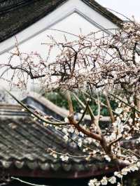 臘梅與園林之美：上海最值得打卡的梅林 