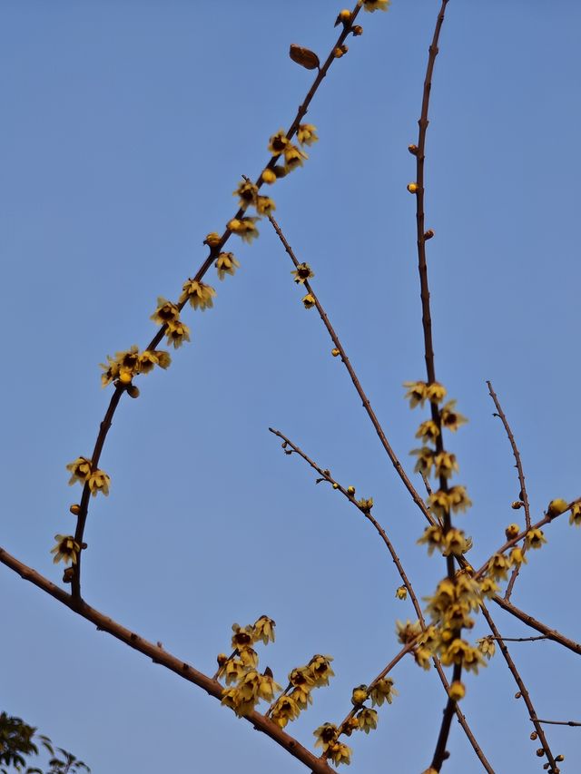 西流湖公園梅花展開幕！
