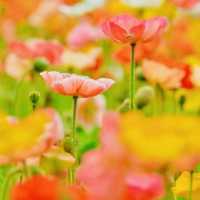 冬季花城廣州與鮮花的邂逅 