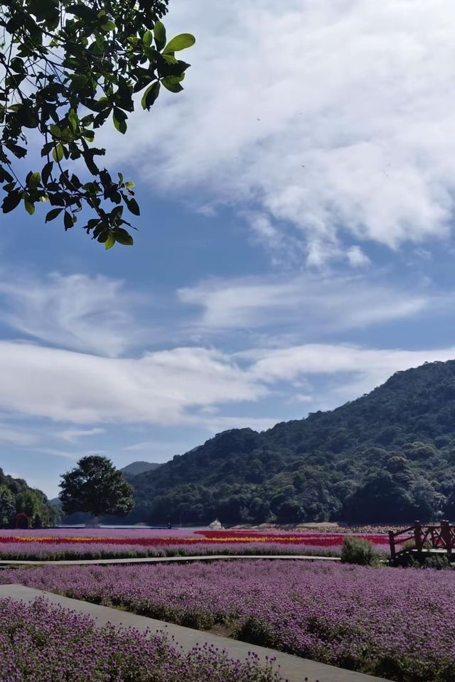 廣東寶藏森林公園，可駕車前往！