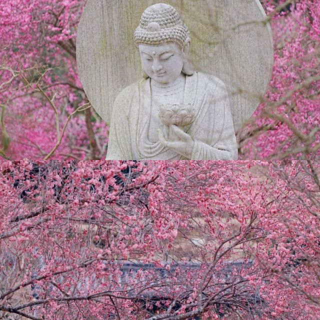 我宣布！這裡是溫州賞梅天花板！