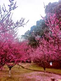 麗水南明山梅園，我與梅花兩白頭