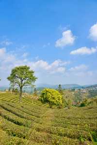 普洱茶，田園風光！