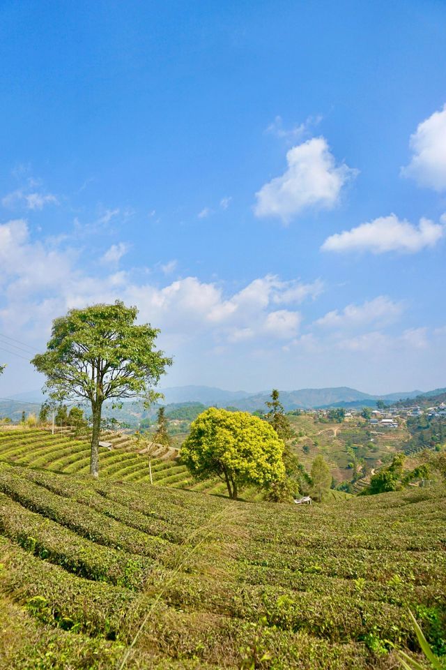 普洱茶，田園風光！