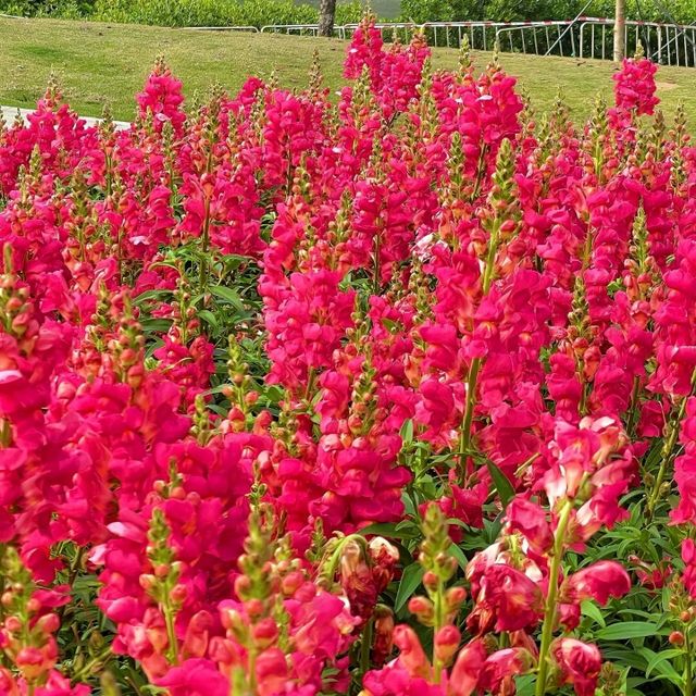 深圳打卡 | 邂逅彩色莫奈花園💐 桂灣公園