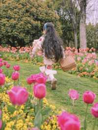 3月中旬不要錯過上海市區的這片鬱金香花海