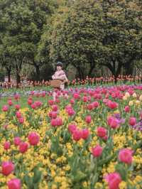 3月中旬不要錯過上海市區的這片鬱金香花海