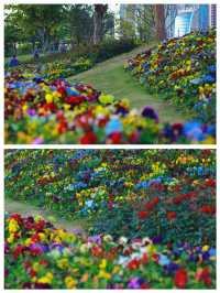 《桂灣公園的花海盛景》