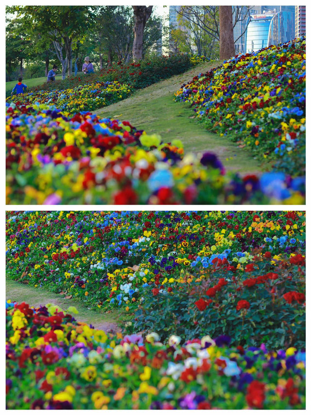 《桂灣公園的花海盛景》
