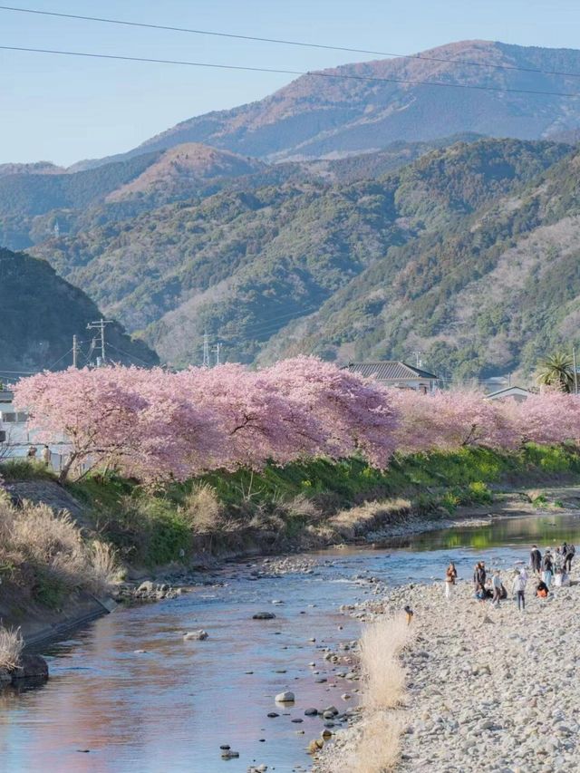 2025伊豆河津櫻賞花旅行攻略（交通看點）