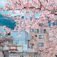 熱海櫻🌸 走進漫畫般的早春浪漫