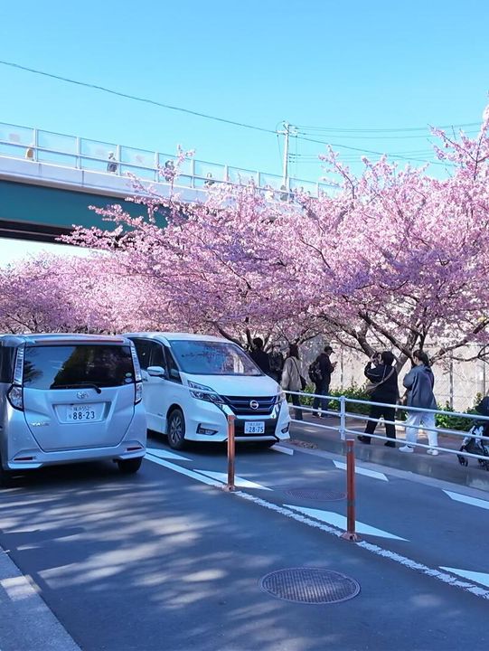 🌸日本三浦海岸 | 河津櫻滿開直擊！