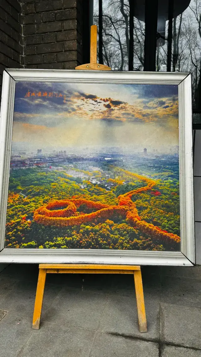 [Nanjing Spring Excursion Guide] 1-Day Cherry Blossom Season Itinerary