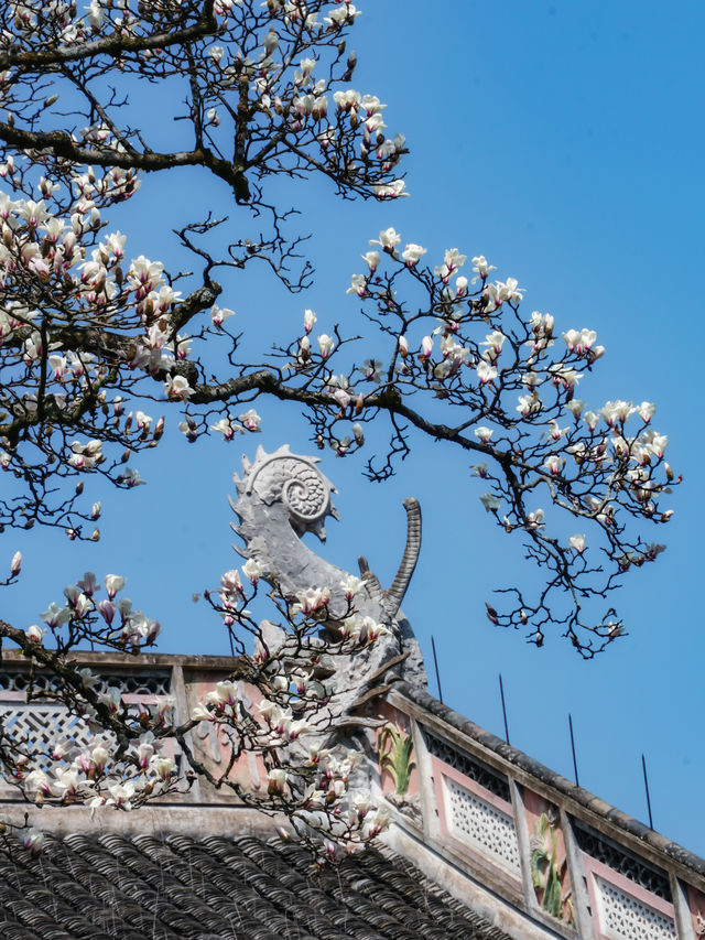 3月6日實拍絕美禪源寺玉蘭花開70%