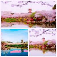 三月賞花地圖 | 奔赴浪漫花海啦！