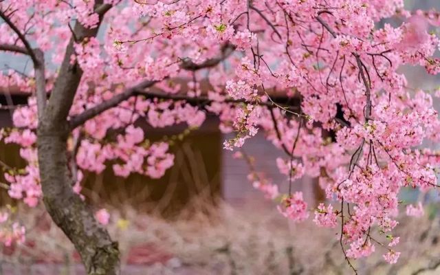 達州春天賞花季