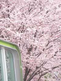 貴陽最美地鐵站🌸 紫葉李悄悄綻放啦