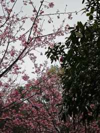 桂林南溪山公園早櫻開花了，最主要是不用門票
