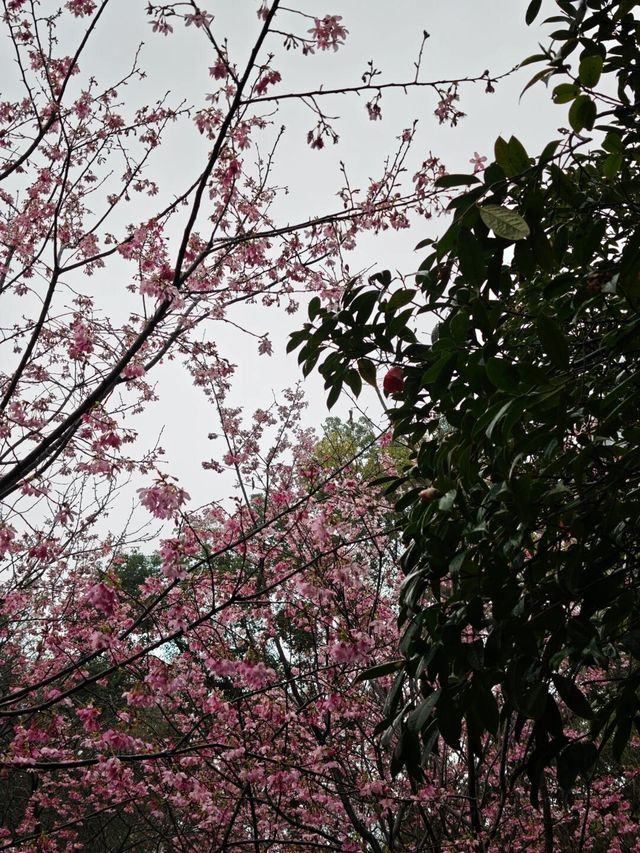 桂林南溪山公園早櫻開花了，最主要是不用門票