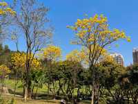 🌳深圳西麗生態公園，心之嚮往