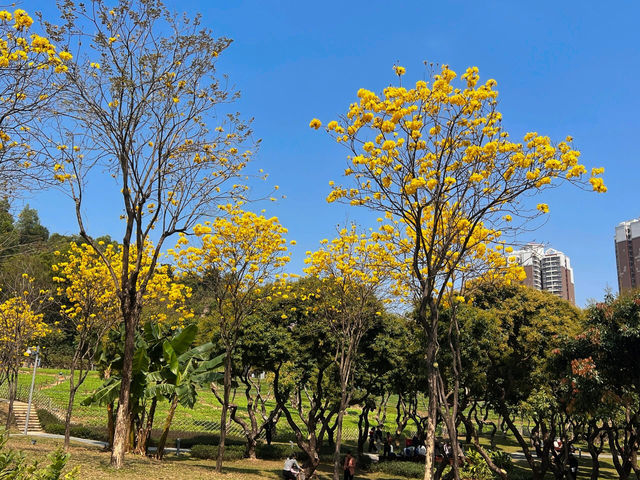 🌳深圳西麗生態公園，心之嚮往