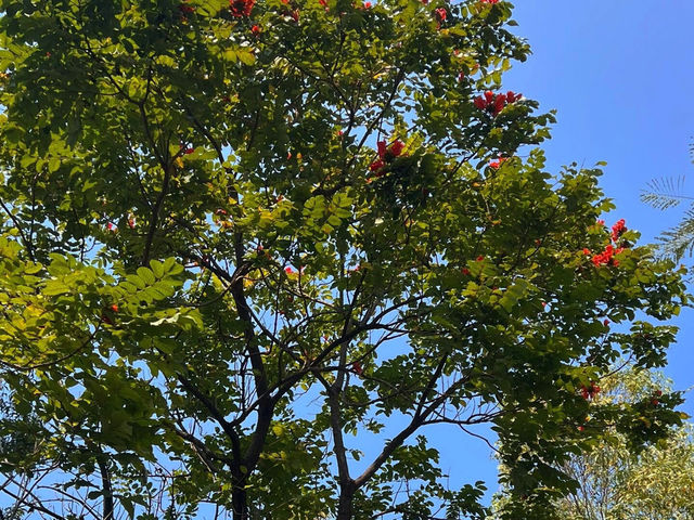 🌳深圳西麗生態公園，心之嚮往